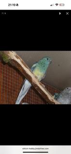 GEZOCHT Roodrug parkiet Aqua, Zeegroen, Turquoise, Dieren en Toebehoren, Vogels | Parkieten en Papegaaien, Parkiet
