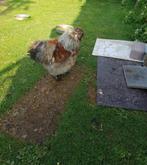Zijdehoen haan, Dieren en Toebehoren, Pluimvee, Mannelijk, Kip