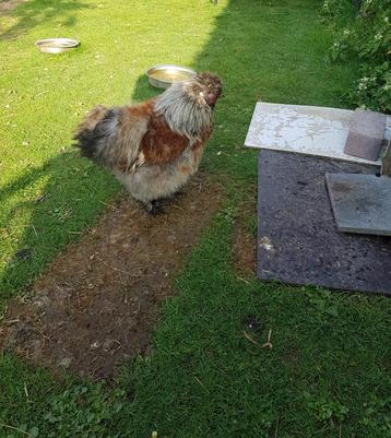 Zijdehoen haan, Mâle, Poule ou poulet