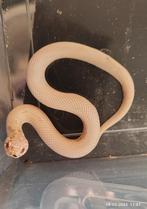 Heterodon nasicus - albino superconda, Dieren en Toebehoren