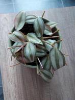 Plant + stenen buitenpot, Ophalen