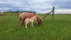 Shetlandveulens te koop, Dieren en Toebehoren, Niet van toepassing, 0 tot 2 jaar, Hengst, Ontwormd