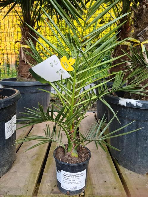 Palmboom Phoenix Canariensis, Tuin en Terras, Planten | Bomen, Palmboom, Ophalen