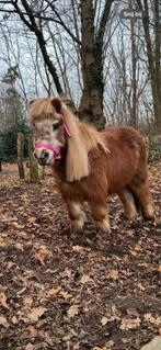 Oudere Shetlander merrie