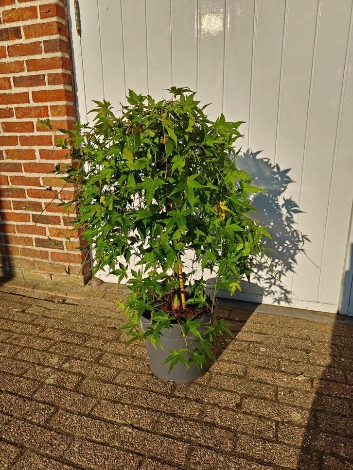 Japanse esdoorn Ryusen Acer palmatum, Tuin en Terras, Planten | Bomen, Overige soorten, 100 tot 250 cm, Halfschaduw, Herfst, Ophalen