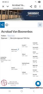 3 jaarse hengst van hh corad z, Dieren en Toebehoren, Paarden, Hengst, Z