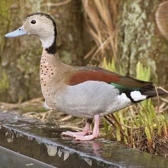 Sarcelle à épaules rouges, canard d'ornement, canards, canar, Plusieurs animaux, Canard