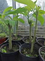 Brugmansia stekken, Tuin en Terras, Planten | Fruitbomen, Ophalen of Verzenden