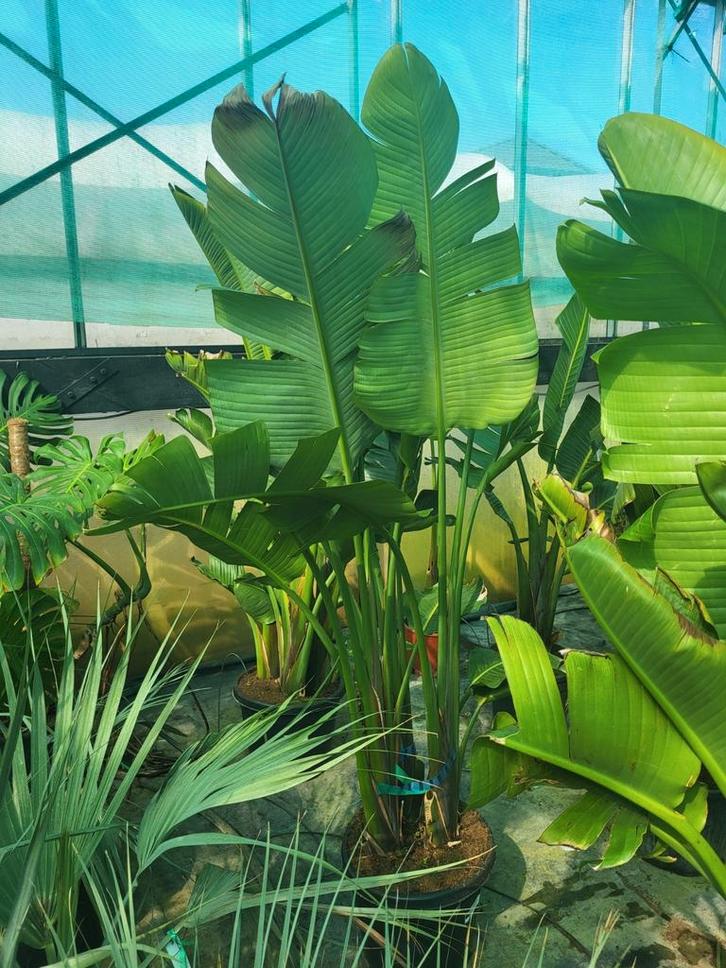 Strelitzia augusta, hauteur 140/160. Groupe de 3 plantes., Jardin & Terrasse, Plantes | Arbres, Enlèvement ou Envoi