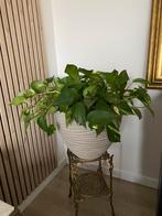 binnen kamer plant, Huis en Inrichting, Kamerplanten, Ophalen