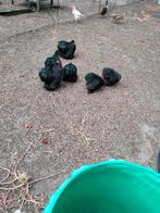 Cochins krielen, Dieren en Toebehoren, Pluimvee