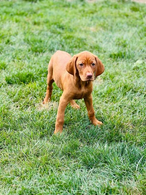 Belgische Vizsla pupjes te koop, Dieren en Toebehoren, Honden | Setters en Staande honden, Meerdere dieren, Overige rassen, Fokker | Professioneel