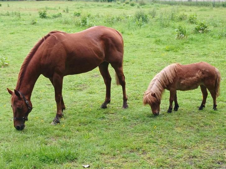 Weide voor 2 paarden en evt oude chetlander !!!., Dieren en Toebehoren, Stalling en Weidegang, Stalling, Weidegang, 2 of 3 paarden of pony's
