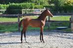 Chique, goed bewegend hengstveulen uit zeer goede merriestam, Dieren en Toebehoren, Paarden, Hengst, Niet van toepassing, Dressuurpaard