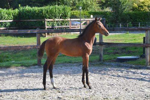 Chique, goed bewegend hengstveulen uit zeer goede merriestam, Dieren en Toebehoren, Paarden, Hengst, Niet van toepassing, Dressuurpaard