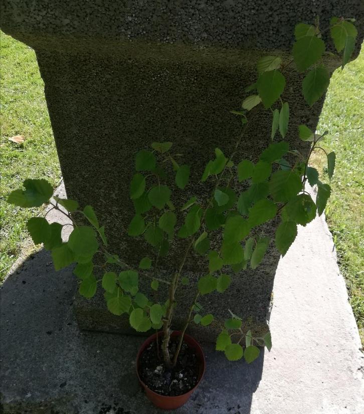Echange ou vend bouleau 65 cm, Jardin & Terrasse, Plantes | Arbres, Enlèvement