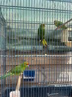 3 kakariki’s, Meerdere dieren