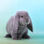 Franse hangoor konijntjes, Dieren en Toebehoren, Konijnen, Meerdere dieren, Groot, Hangoor, 0 tot 2 jaar