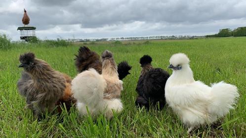 Jonge tamme zijdehoen kriel kippen, gesekst en ingeënt, Dieren en Toebehoren, Pluimvee, Kip, Vrouwelijk