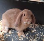 Minilopjes, Dieren en Toebehoren