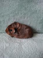 Jong zeugje, Décembre, Domestique, Cobaye, Femelle