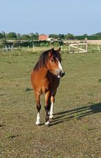 Leuke welsh ruin 3 jaar, Dieren en Toebehoren, Pony's, Ruin, 3 tot 6 jaar, Gechipt, B pony (1.17m tot 1.27m)