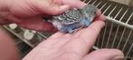 2 jonge grasparkieten, Dieren en Toebehoren, Vogels | Parkieten en Papegaaien