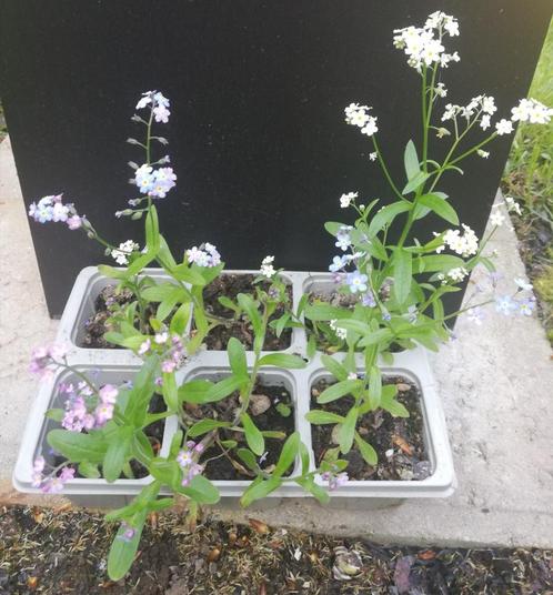 Myositis verhandelen of verkopen, Tuin en Terras, Planten | Tuinplanten, Bodembedekkers, Halfschaduw, Lente, Ophalen