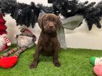 Labrador Retriever pups, Dieren en Toebehoren, België, CDV (hondenziekte), 8 tot 15 weken, Teef