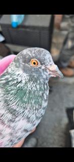 Pigeons pakistanais  femelle