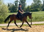 D-pony eventing allrounder, Dieren en Toebehoren, B, Gechipt, Ruin, 3 tot 6 jaar