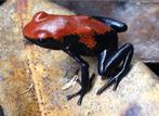 Adelphobates galactonotus red, Dieren en Toebehoren, Reptielen en Amfibieën