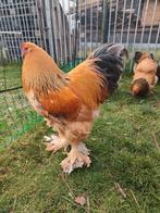 Broedeieren brahma buff zwart en blauw., Dieren en Toebehoren, Pluimvee