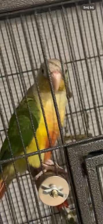 Pyrrhura te koop beschikbaar voor biedingen
