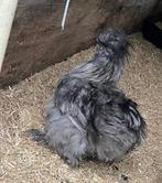 Zijdehoen (jong haan), Dieren en Toebehoren, Pluimvee, Kip