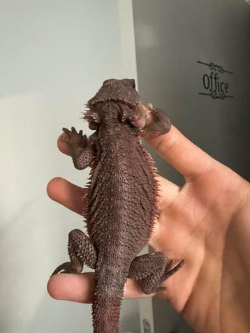 Baardagaam. Full 100% Red Monsters beschikbaar voor biedingen