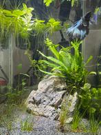 Aquarium met betta, Vis, Zoetwatervis