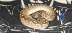 8.0 Ball python nakweek 2025, Dieren en Toebehoren, Slang, Tam, 0 tot 2 jaar