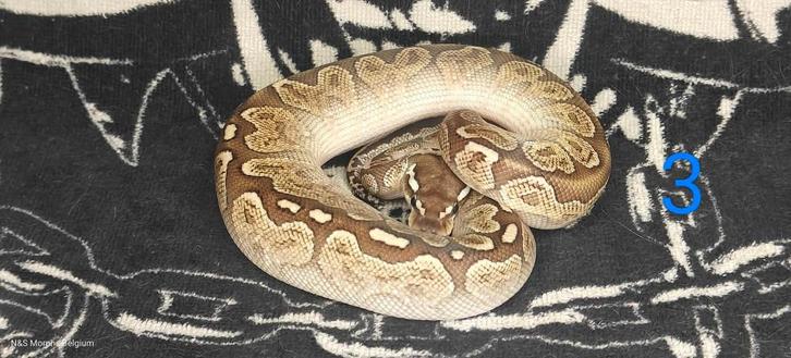 8.0 Ball python nakweek 2025, Dieren en Toebehoren, Reptielen en Amfibieën, Slang, 0 tot 2 jaar, Tam
