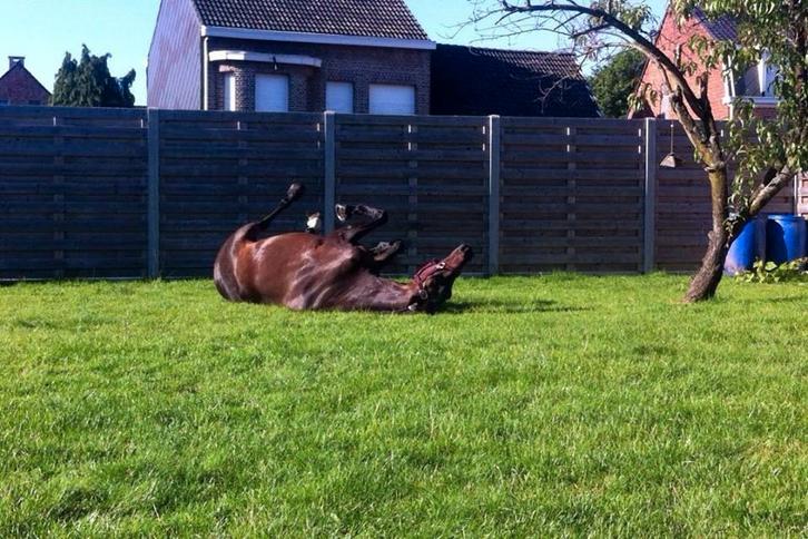 Verzorger gezocht, Dieren en Toebehoren, Paarden, Merrie