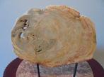 Boomschijf versteend hout Miljoenen jaren oud uit Azie, Enlèvement ou Envoi, Fossile