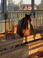 Mooi Welsh pony veulen (hengst) te koop, Dieren en Toebehoren, Pony's, Gechipt, Niet van toepassing, 0 tot 2 jaar, Hengst