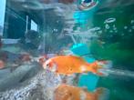 Goudvissen zoeken nieuwe thuis, Dieren en Toebehoren, Vissen | Aquariumvissen, Vis, Zoetwatervis