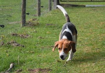 Herplaatser Beagle reu van 1 jaar, Dieren en Toebehoren, België, Beagle, Reu, CDV (hondenziekte)