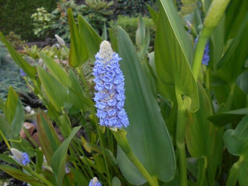 zuurstofplanten, krabbescheren,snoekkruid, lelie, wateraardb, Jardin & Terrasse, Étangs, Enlèvement ou Envoi