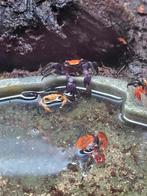 Vampierkrabben, Dieren en Toebehoren