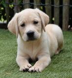Prachtige blonde labrador pup, Dieren en Toebehoren, België, CDV (hondenziekte), 8 tot 15 weken, Labrador retriever