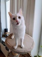 Turkse Angora kater Sushi zoekt een nieuw thuis, Animaux & Accessoires, Chats & Chatons | Chats de race | Poil long, Chat, Vermifugé