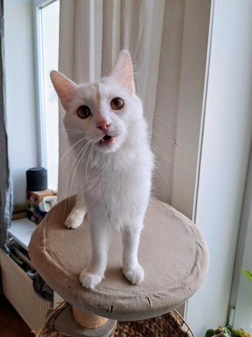 Turkse Angora kater Sushi zoekt een nieuw thuis, Dieren en Toebehoren, Katten en Kittens | Raskatten | Langhaar, Kater, 0 tot 2 jaar