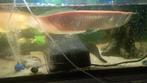 Arowana albinos 60cm, Dieren en Toebehoren, Vis, Zoetwatervis